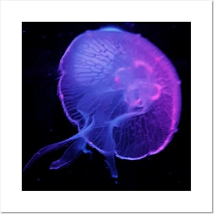 Jellyfish Posters and Art